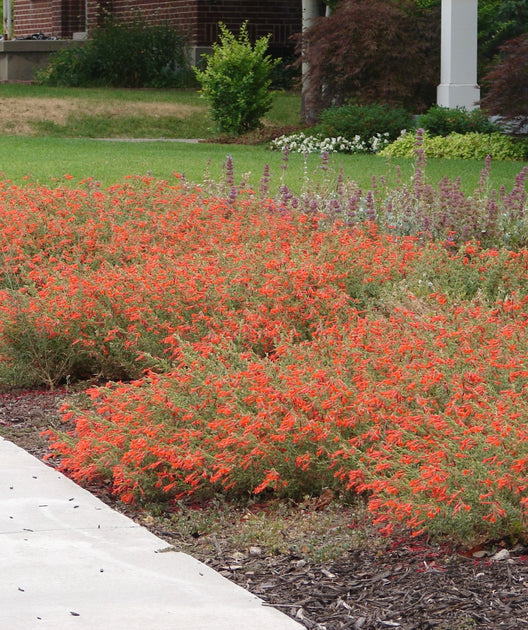 hummingbird carpet plant seeds Orange Carpet® Hummingbird's Trumpet