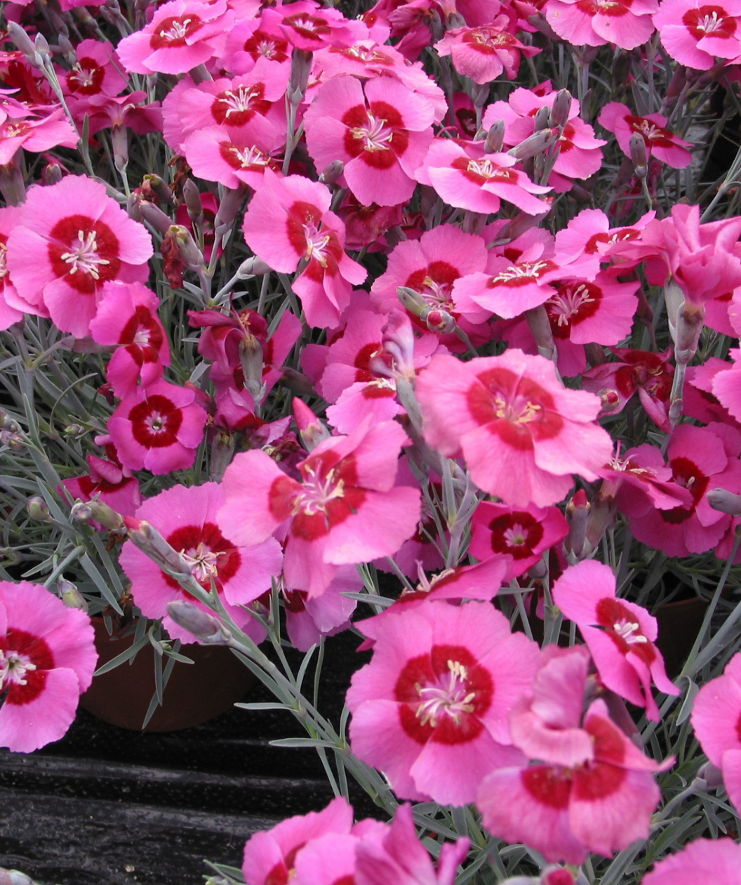 Peppermint Star Pinks