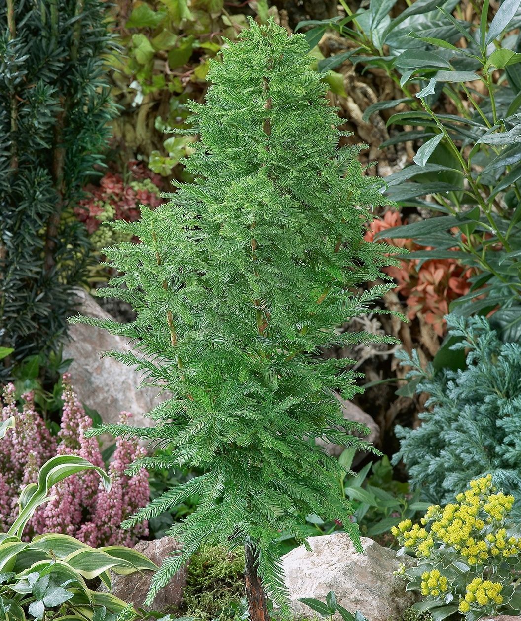Peve Minaret Dwarf Bald Cypress