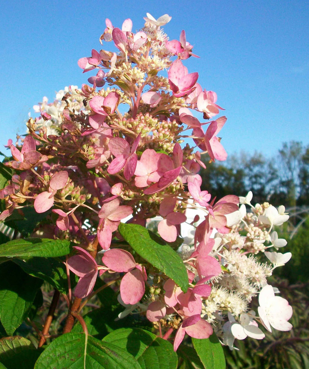 Pink Diamond Hydrangea Tree Form