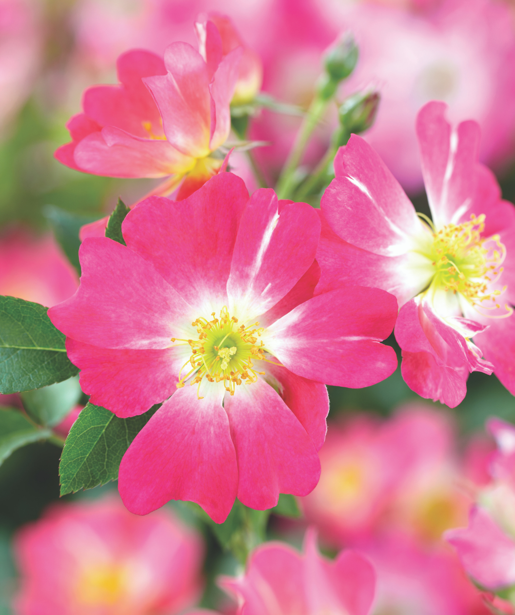 Drift® Pink Rose