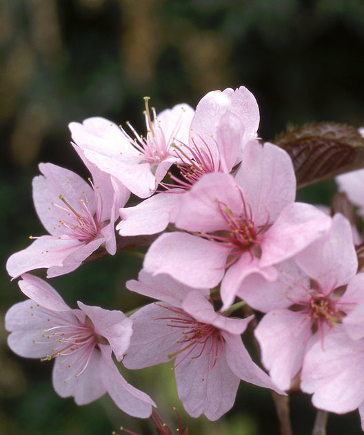 Pink Flair® Cherry | Bower & Branch