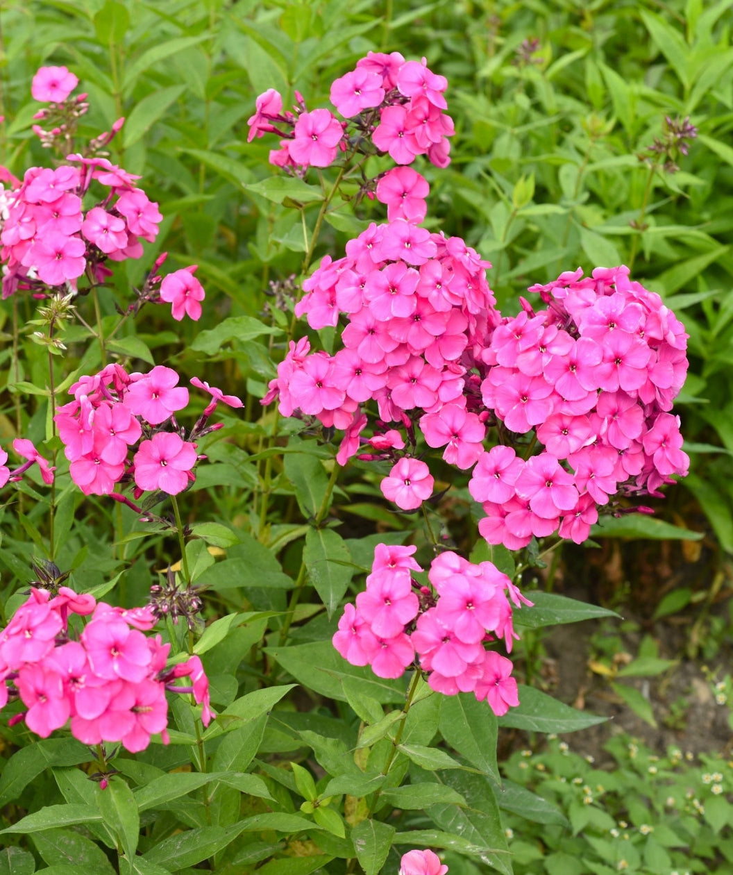 Pink FLAME™ Garden Phlox