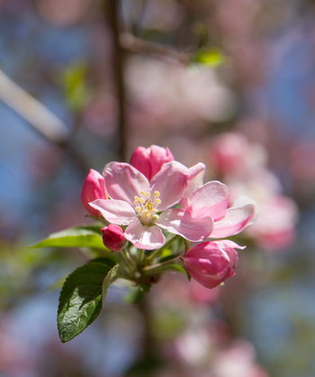 A close up of the dark pink to white, five petaled buds and blooms of the Pink Sparkles Flowering Crabapple