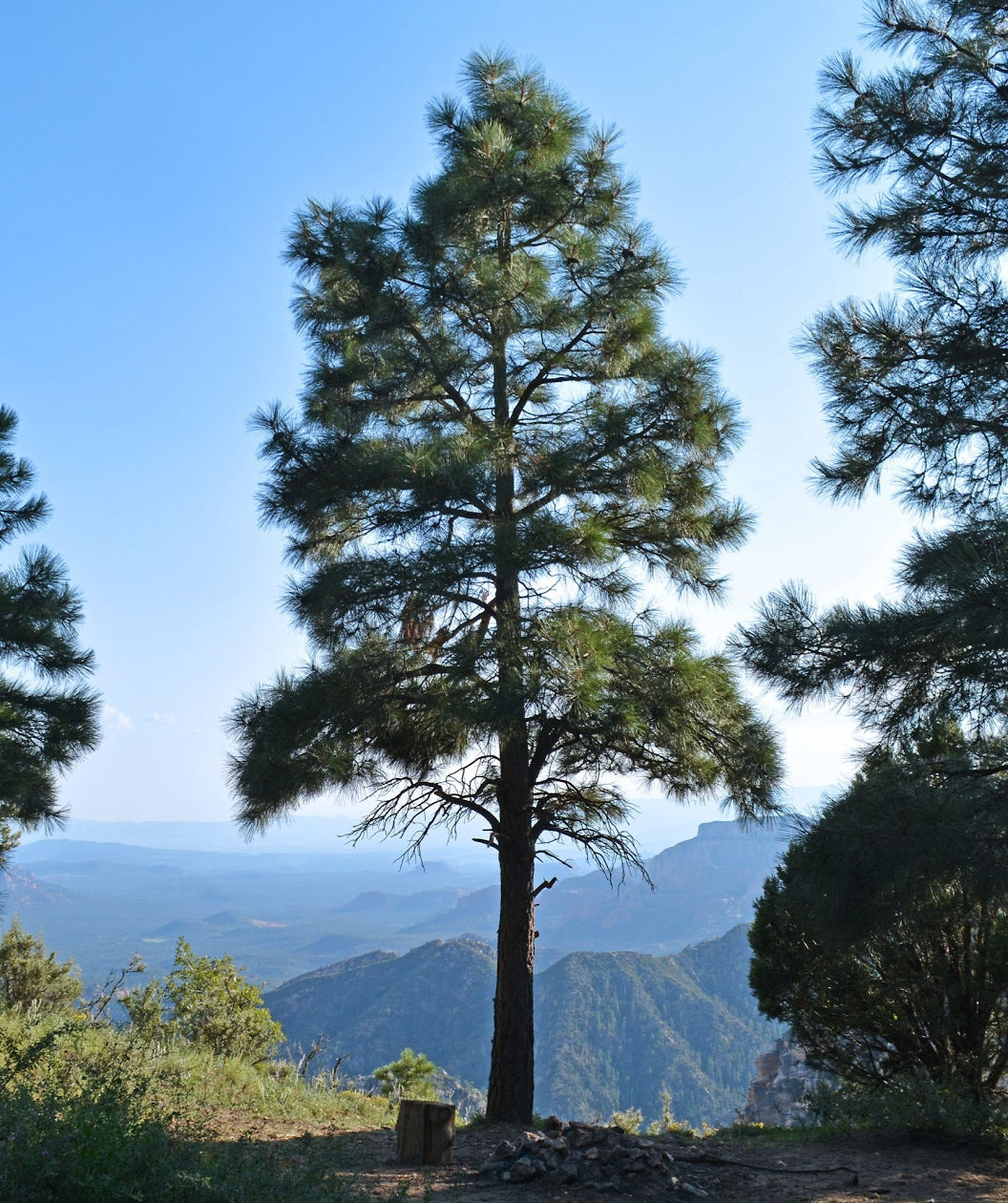 Ponderosa Pine