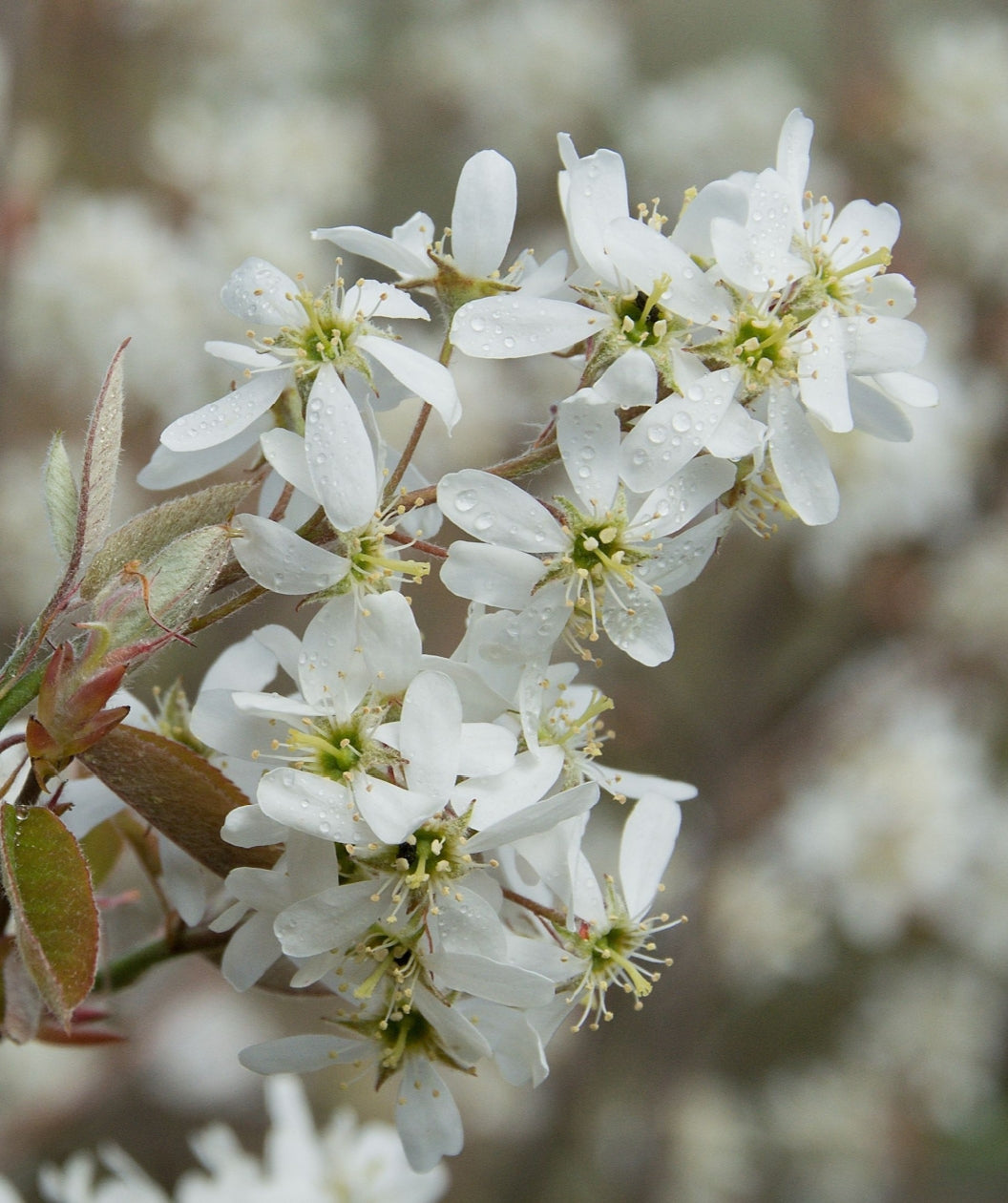 Princess Diana Serviceberry