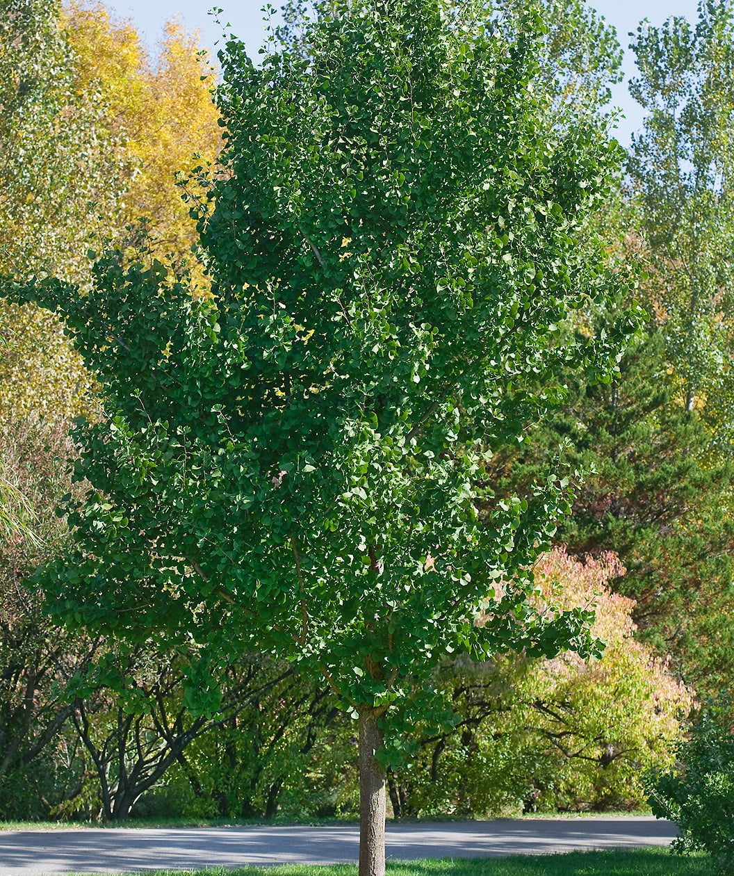 Princeton Sentry® Maidenhair Tree