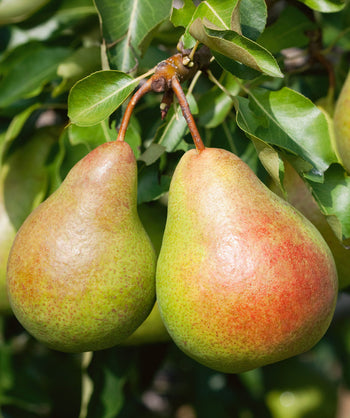 Keiffer European Pear green with red blush fruit hanging off branch surrounded by deep glossy green foliage