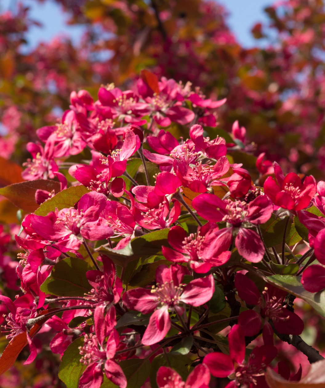 Red Barron Flowering Crabapple