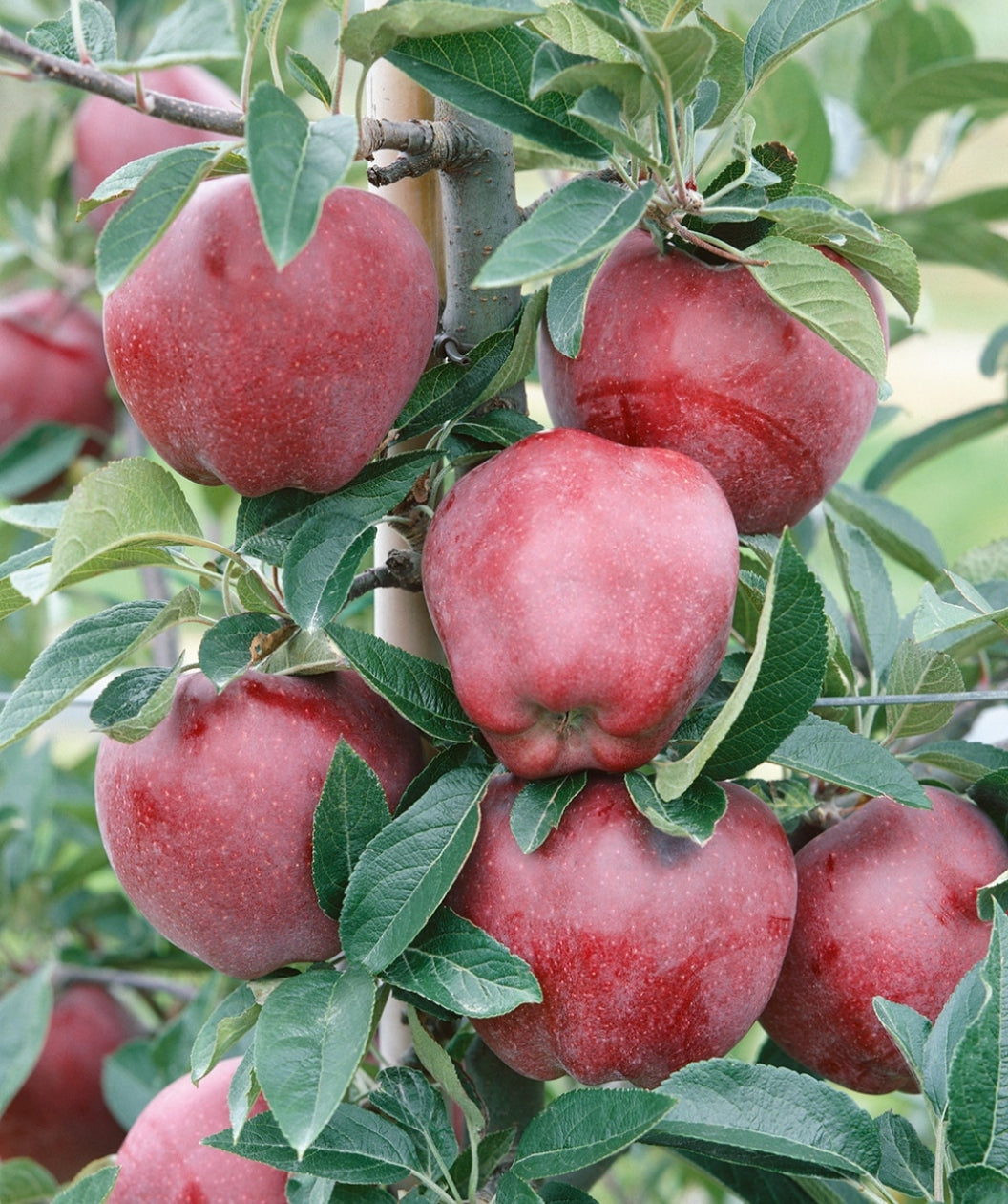 Red Delicious Apple