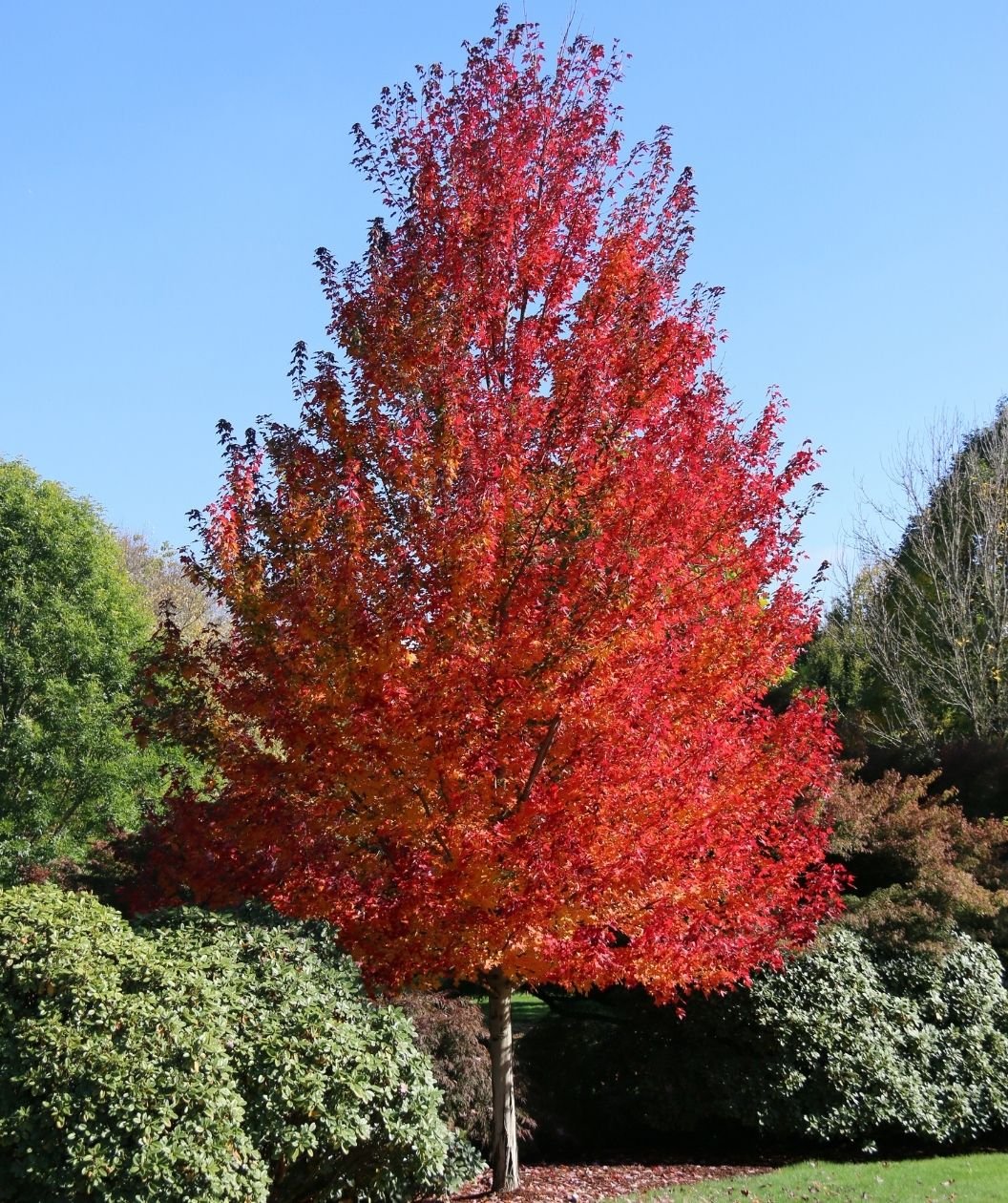 Redpointe® Red Maple