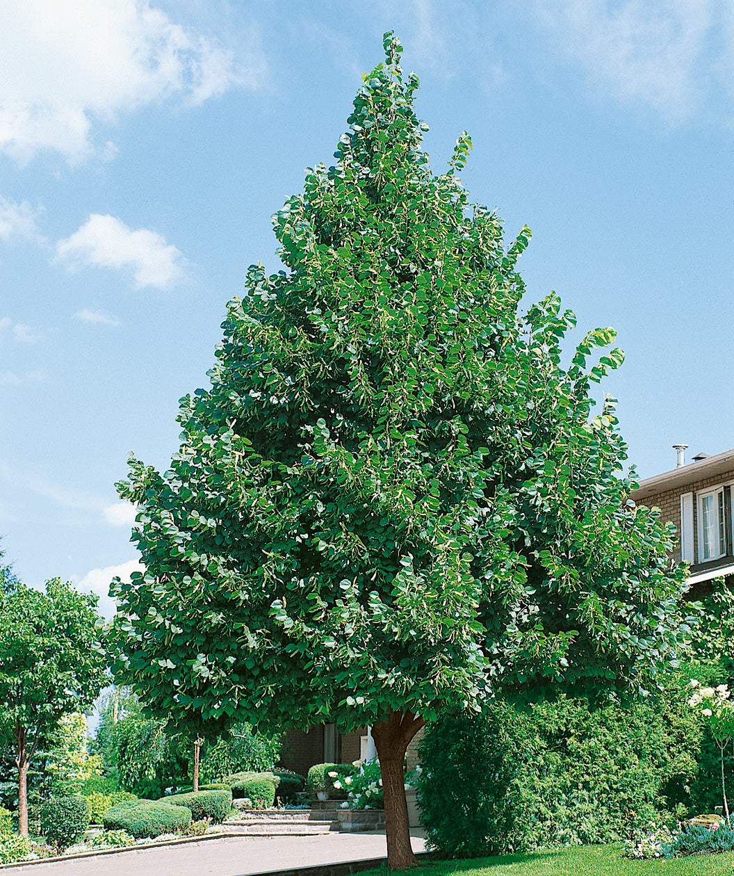 Redmond American Linden