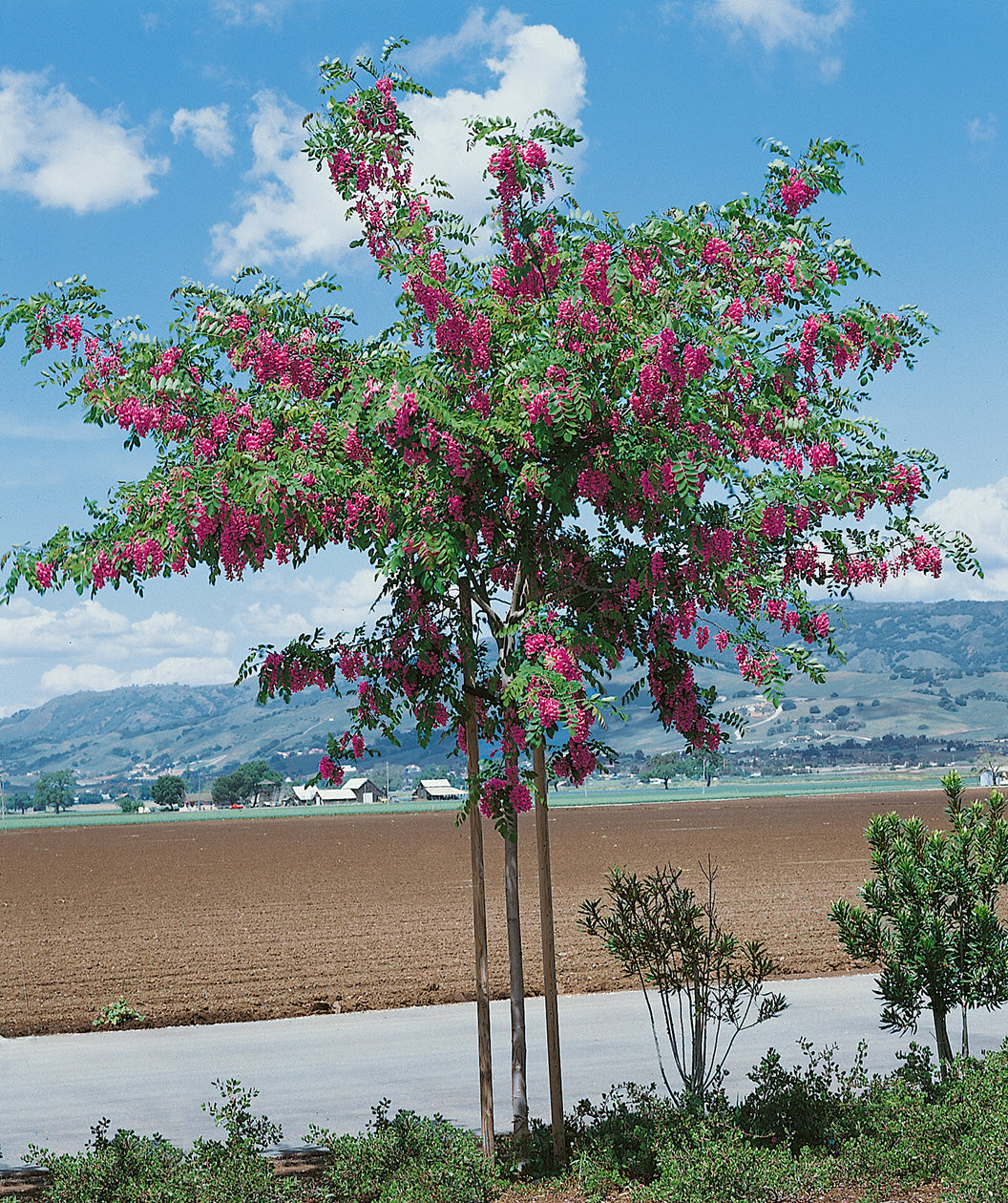 Purple Robe™ Black Locust