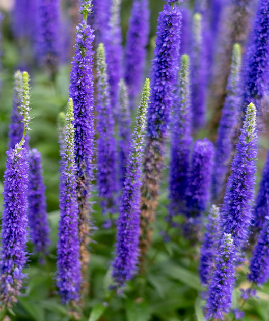 Royal Candles Speedwell – Bower Branch