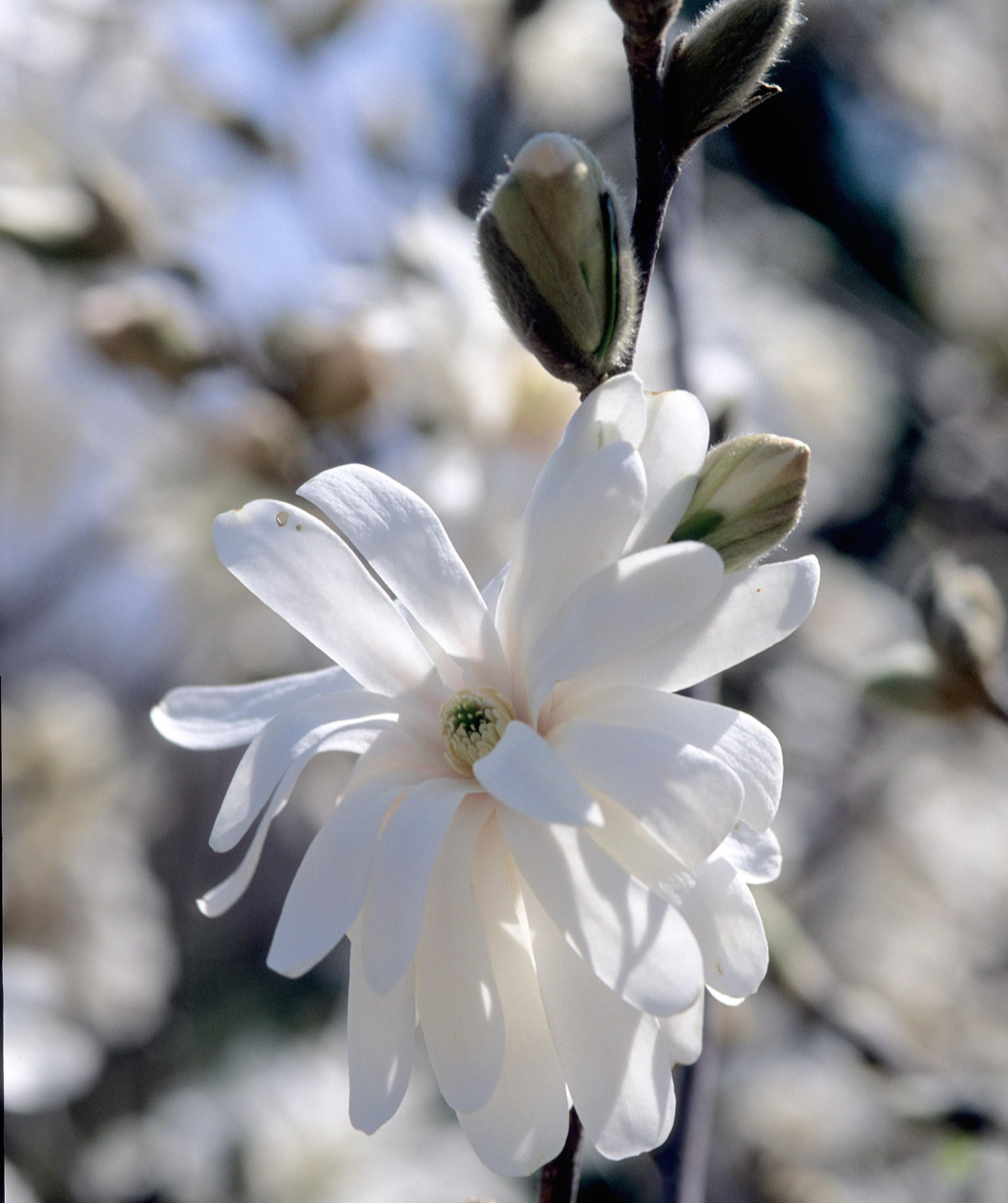 Royal Star Magnolia