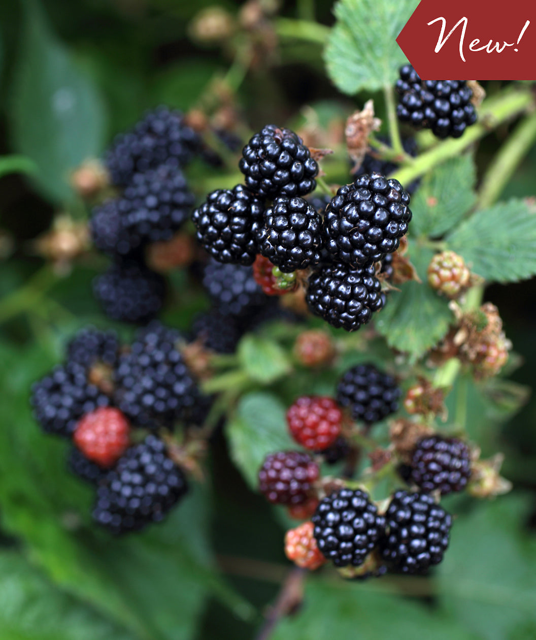 Triple Crown Thornless Blackberry