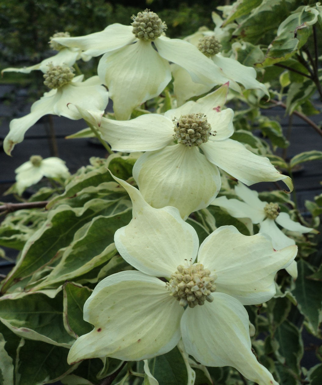 Samaritan® Variegated Japanese Dogwood