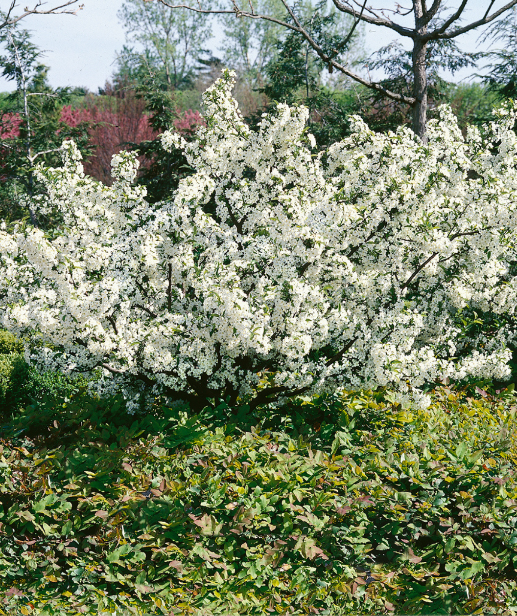 Sargent Flowering Crabapple