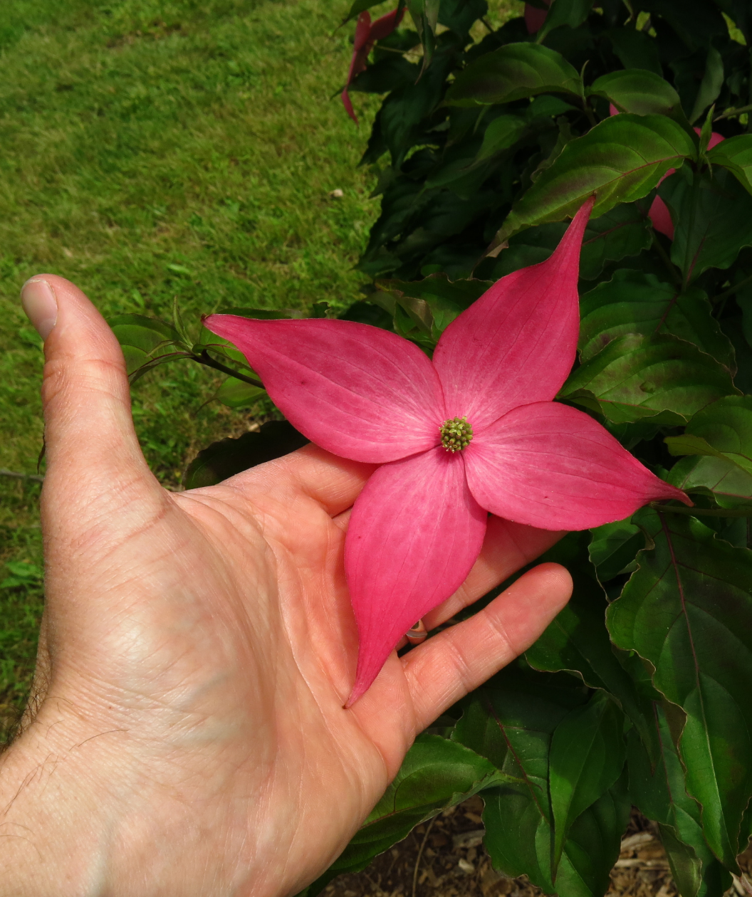 Scarlet Fire® Rutgers Japanese Dogwood