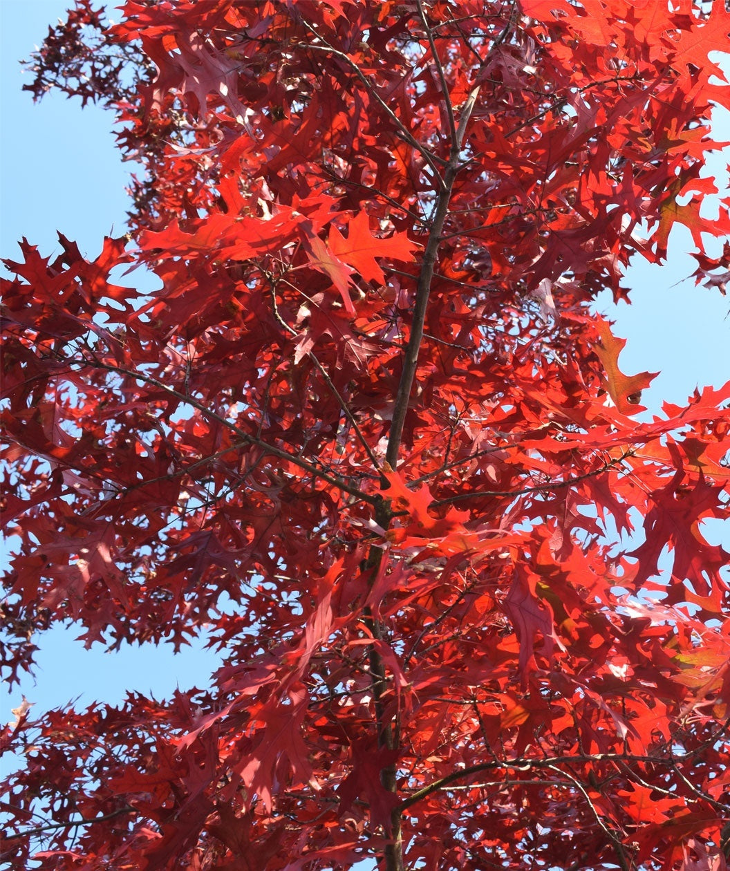 Scarlet Oak