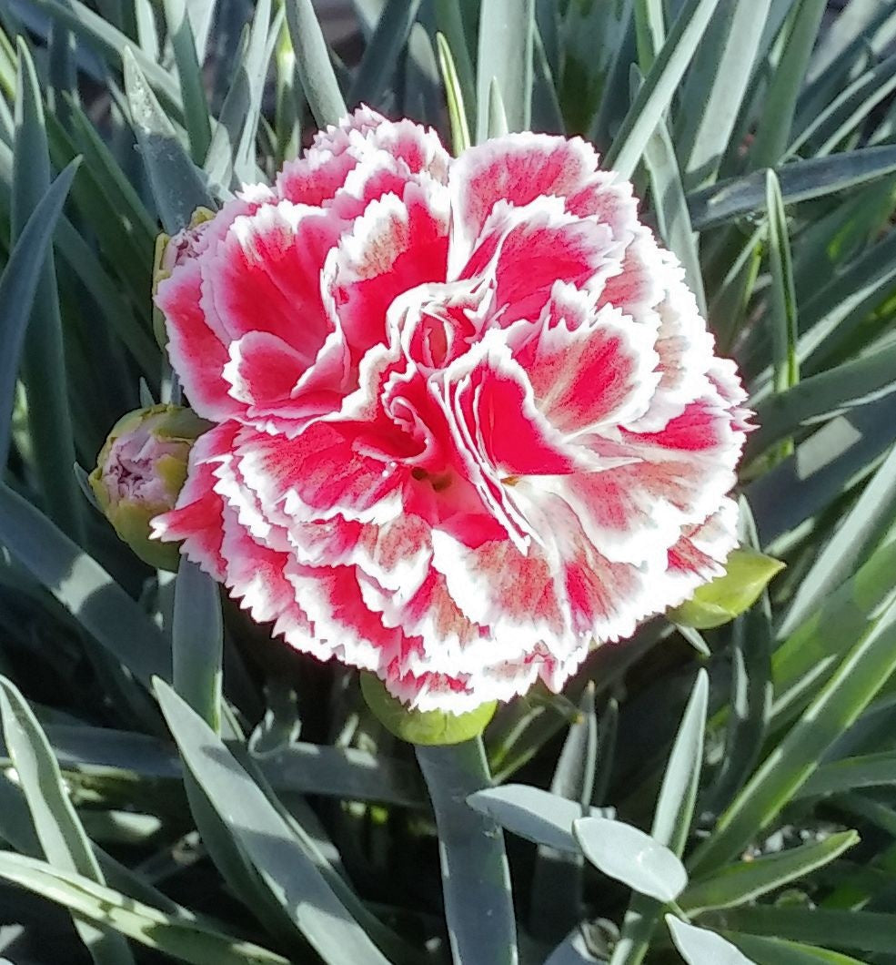Scent First® Coral Reef Pinks