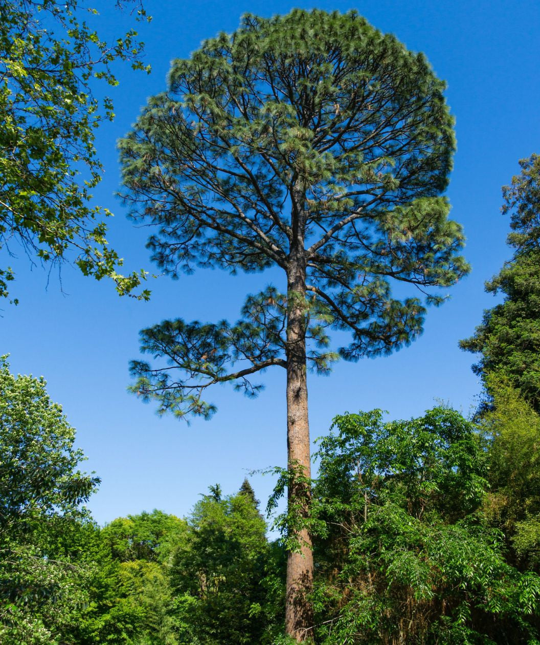 Slash Pine