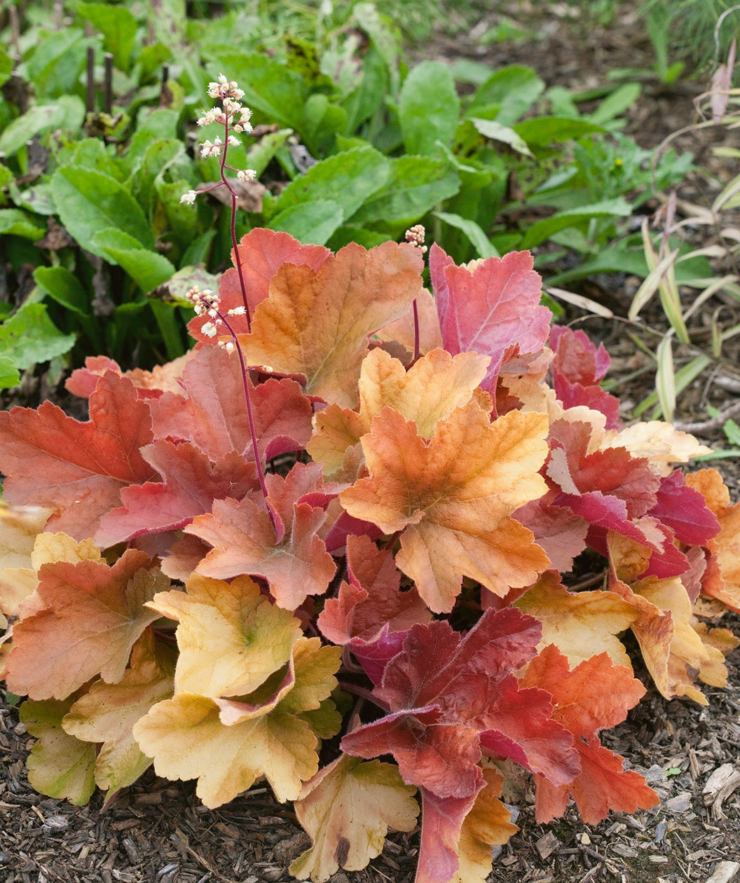 Southern Comfort Coral Bells