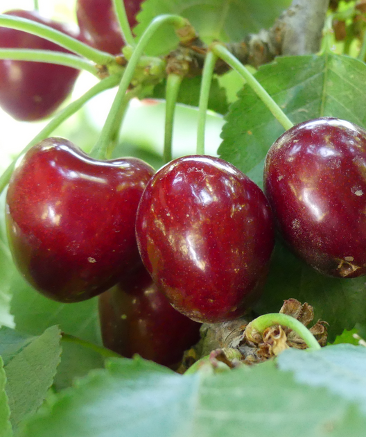 Cherry Trees: Pick Sweet Cherries Straight from the Branch - Roots