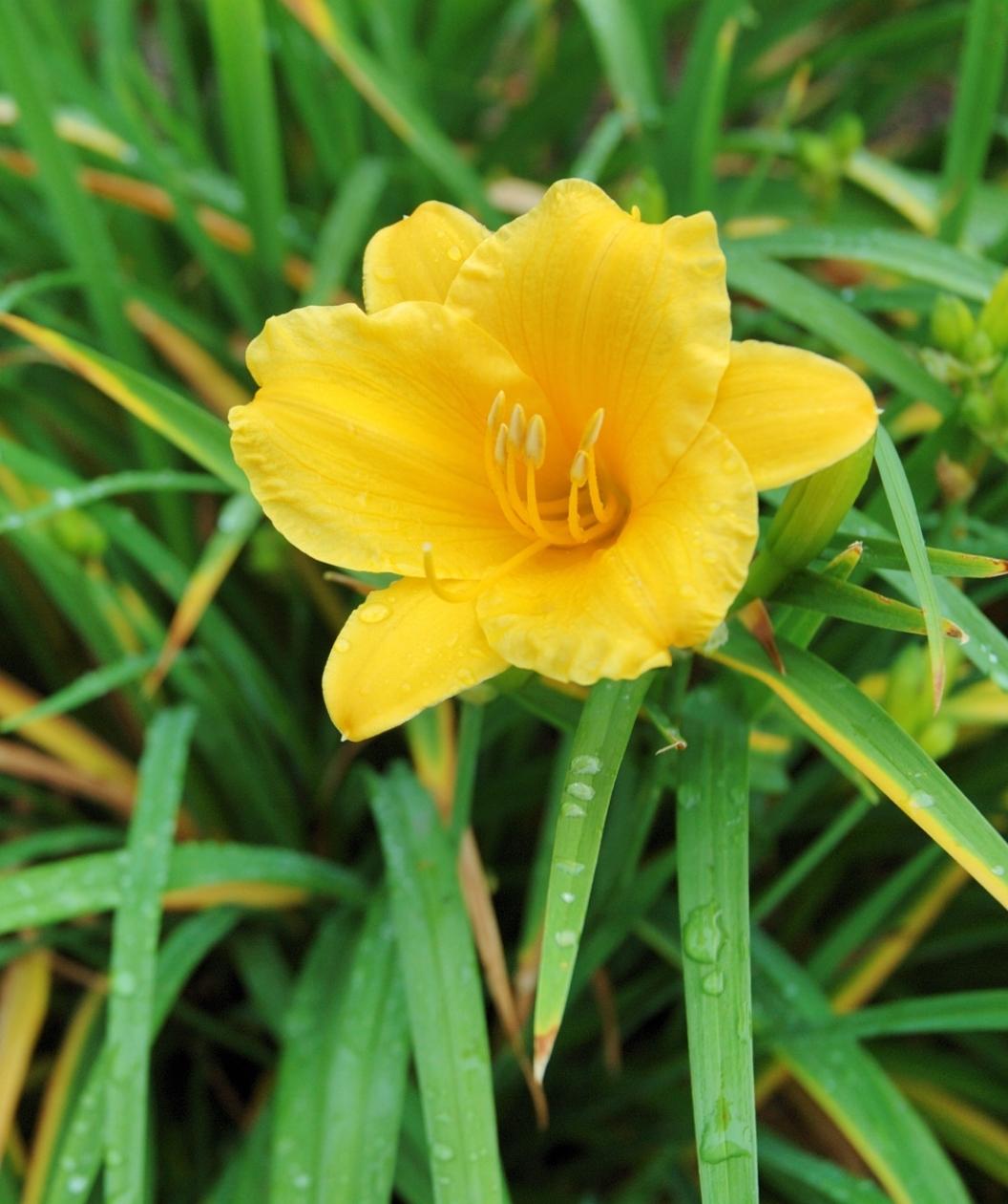 Stella de Oro Daylily