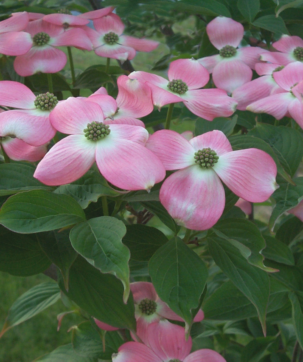 Stellar Pink® Rutgers Dogwood