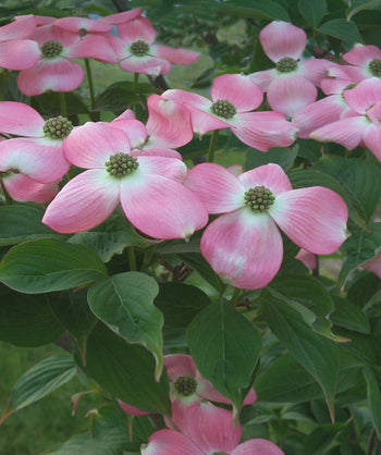 A close up of the Stellar Pink Rutgers Dogwood pink flowers sitting on the dark green leaves