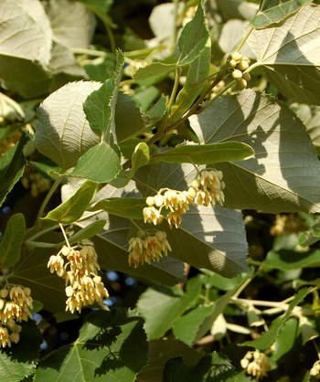 A closeup of the green leaves with silver undersides and the creamy yellow blossoms that dangle from the branches of the Sterling Silver Linden.
