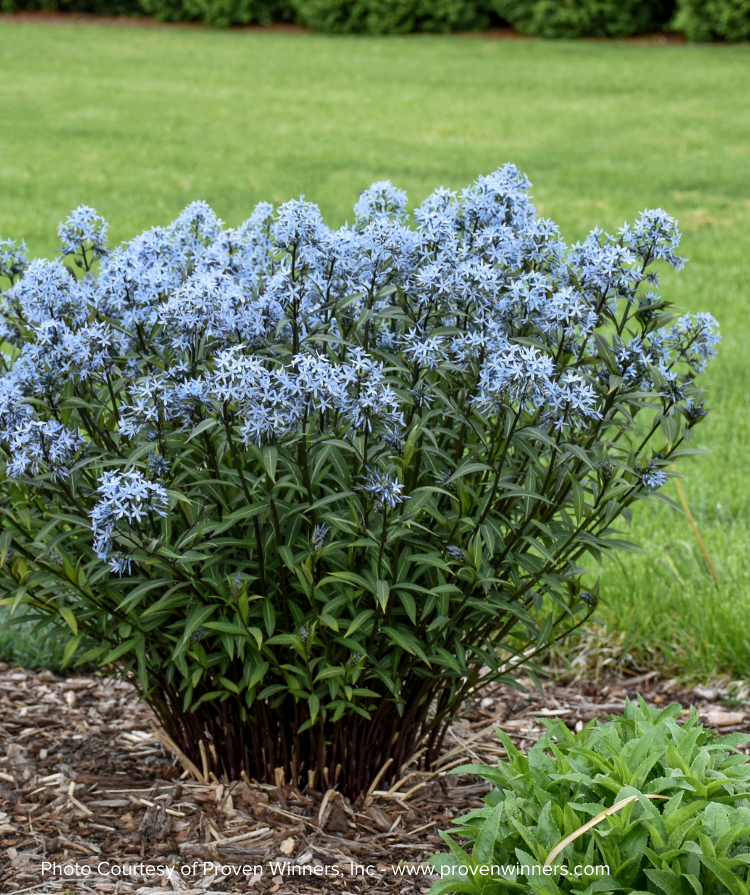 Storm Cloud Blue Star