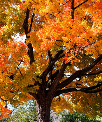 A look into the Sugar Maple branching structure with fall color, some upright branching with mostly outright branching with fissured brown bark covered in early fall color leaves that are green yellow and orange
