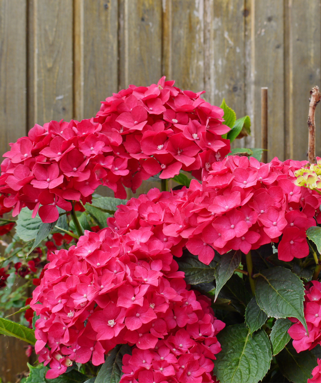 Summer Crush® Endless Summer® Hydrangea