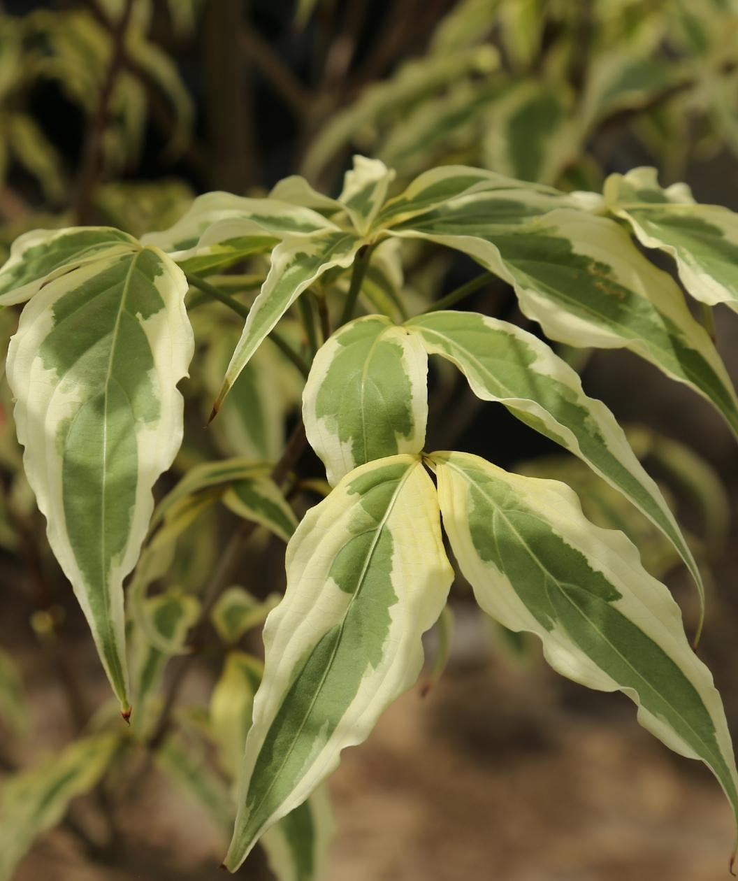 Summer Fun Variegated Japanese Dogwood