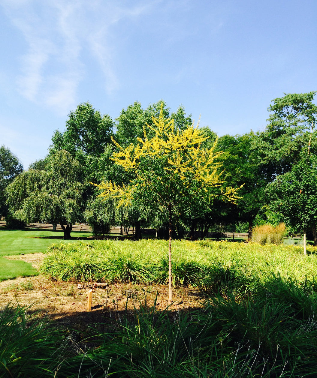 Summerburst® Golden Rain Tree