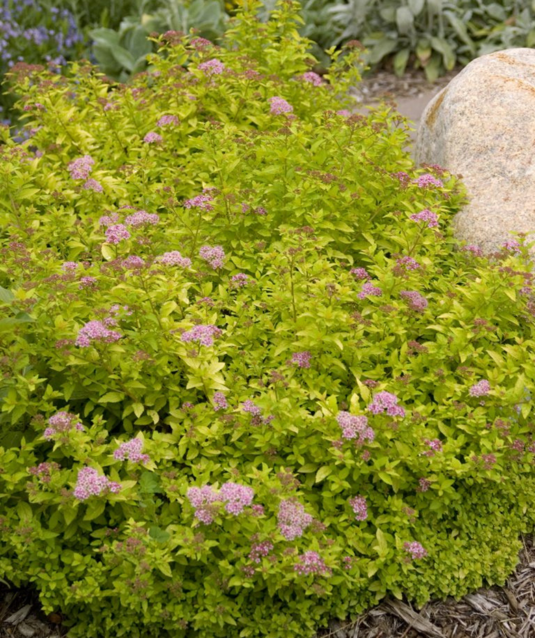 Sundrop™ Spirea