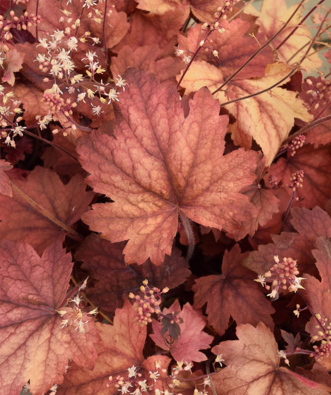 Sweet Tea Foamy Bells