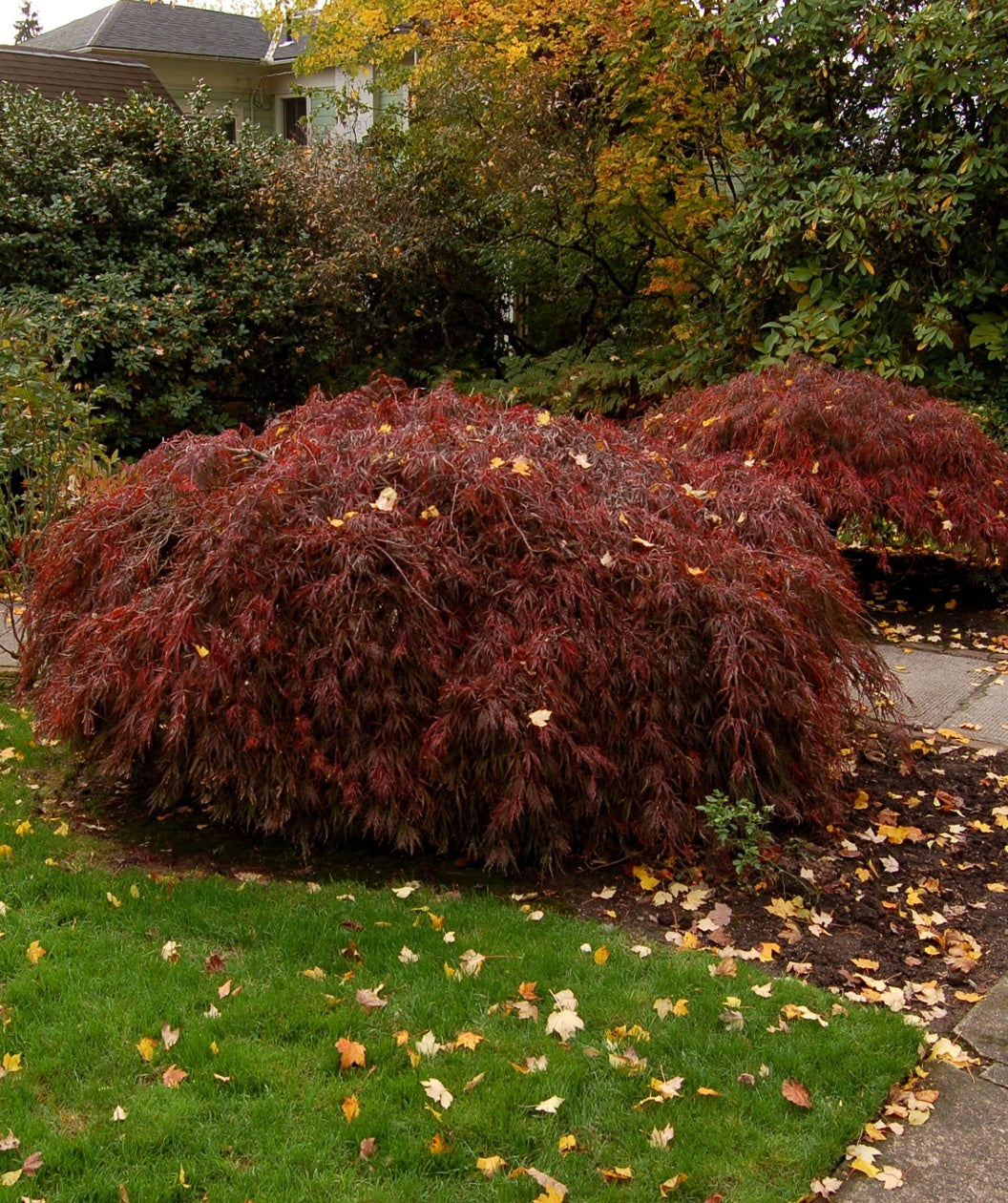 Tamukeyama Laceleaf Japanese Maple