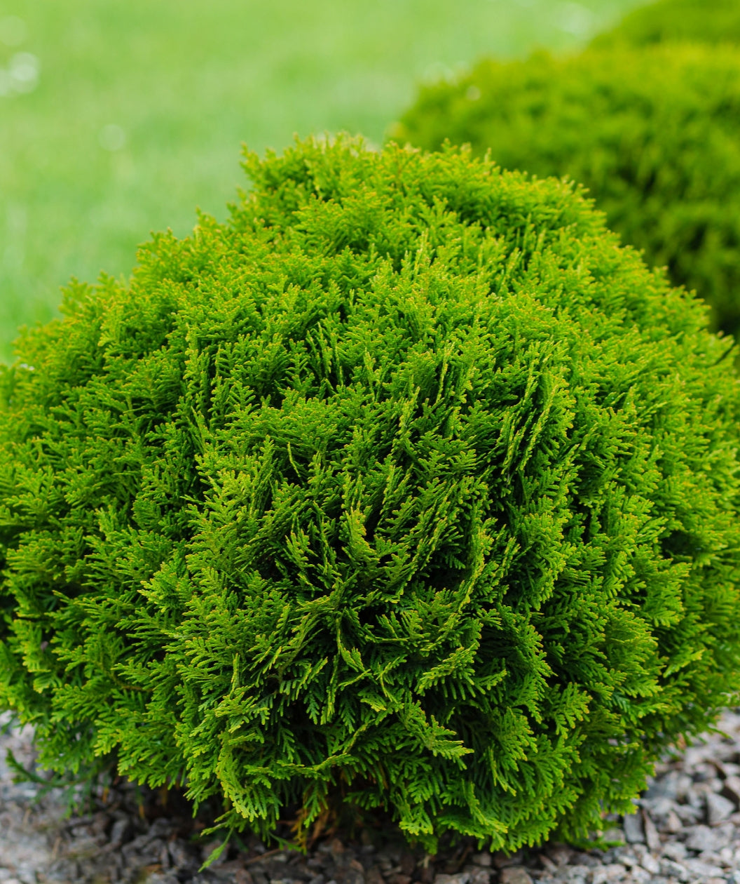 Tater Tot® Arborvitae