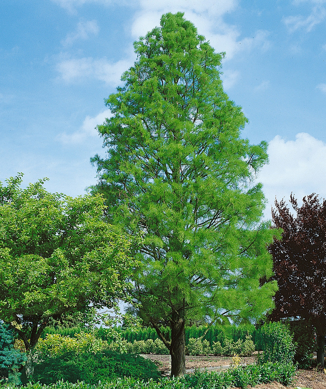 Shawnee Brave™ Bald Cypress
