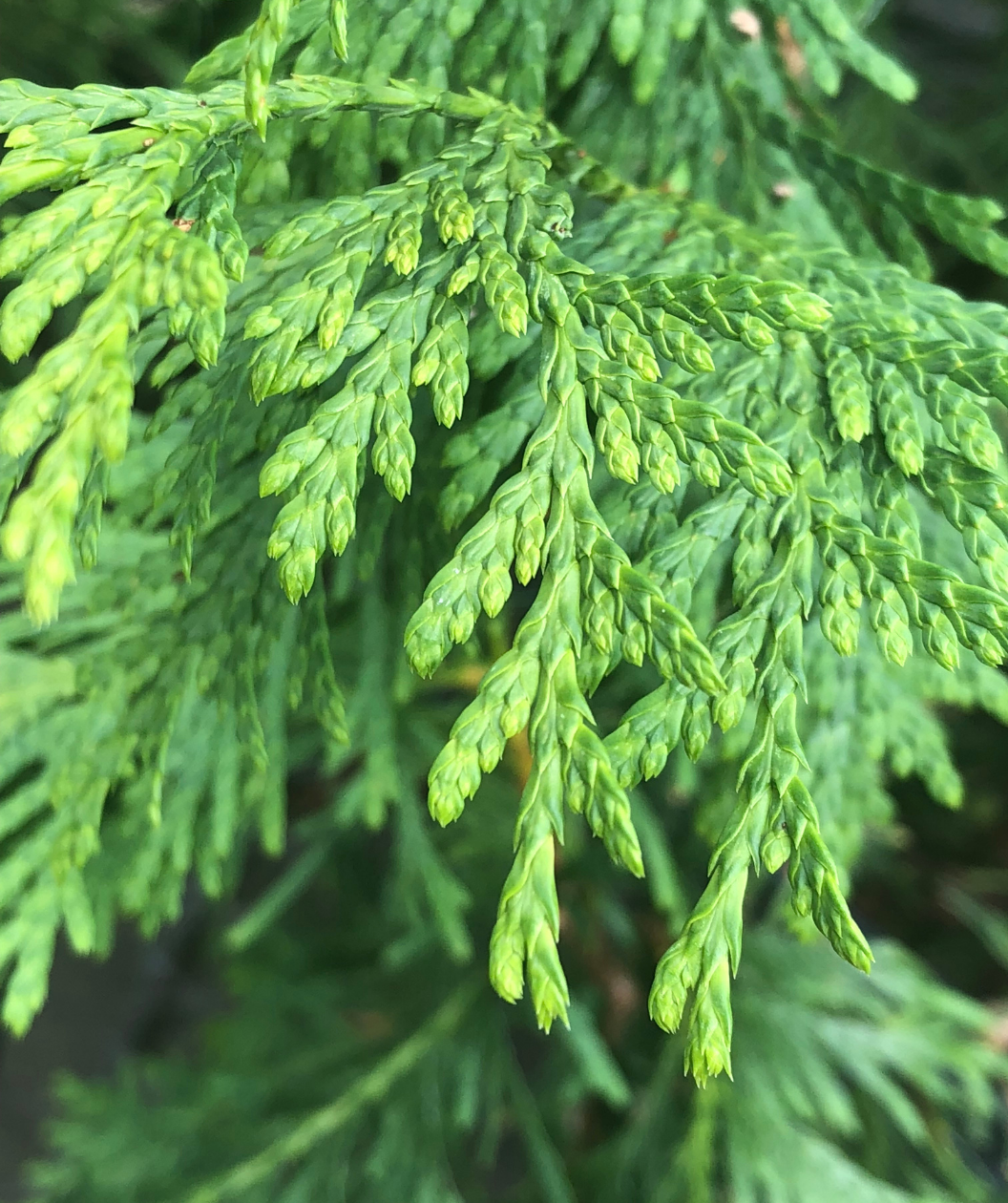 Wintergreen Arborvitae Hedge