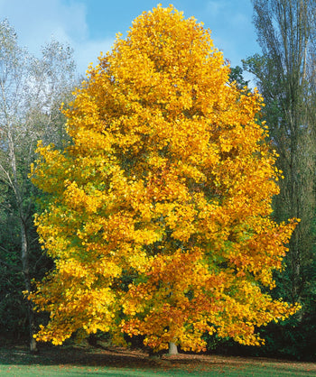 A mature Tulip Poplar in the fall standing tall with bright yellow leaves gracing the branches