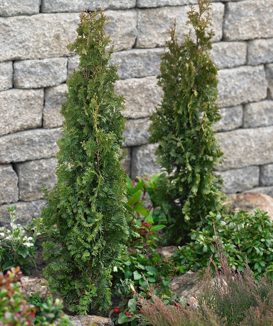 Twisted Brilliance Arborvitae Hedge