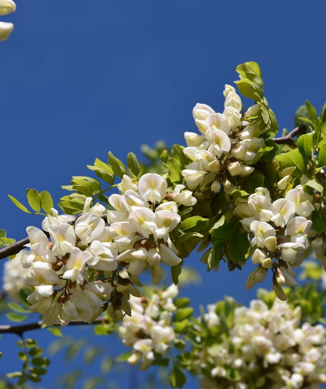 Twisty Baby™ Black Locust