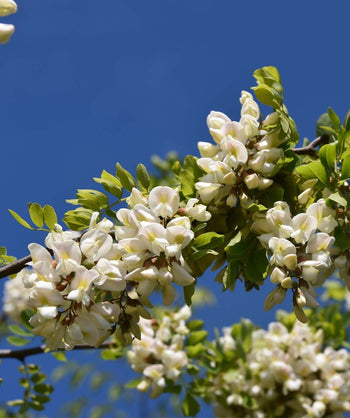 Twisty Baby Black Locust closeup of bright white flowers blooming on branches