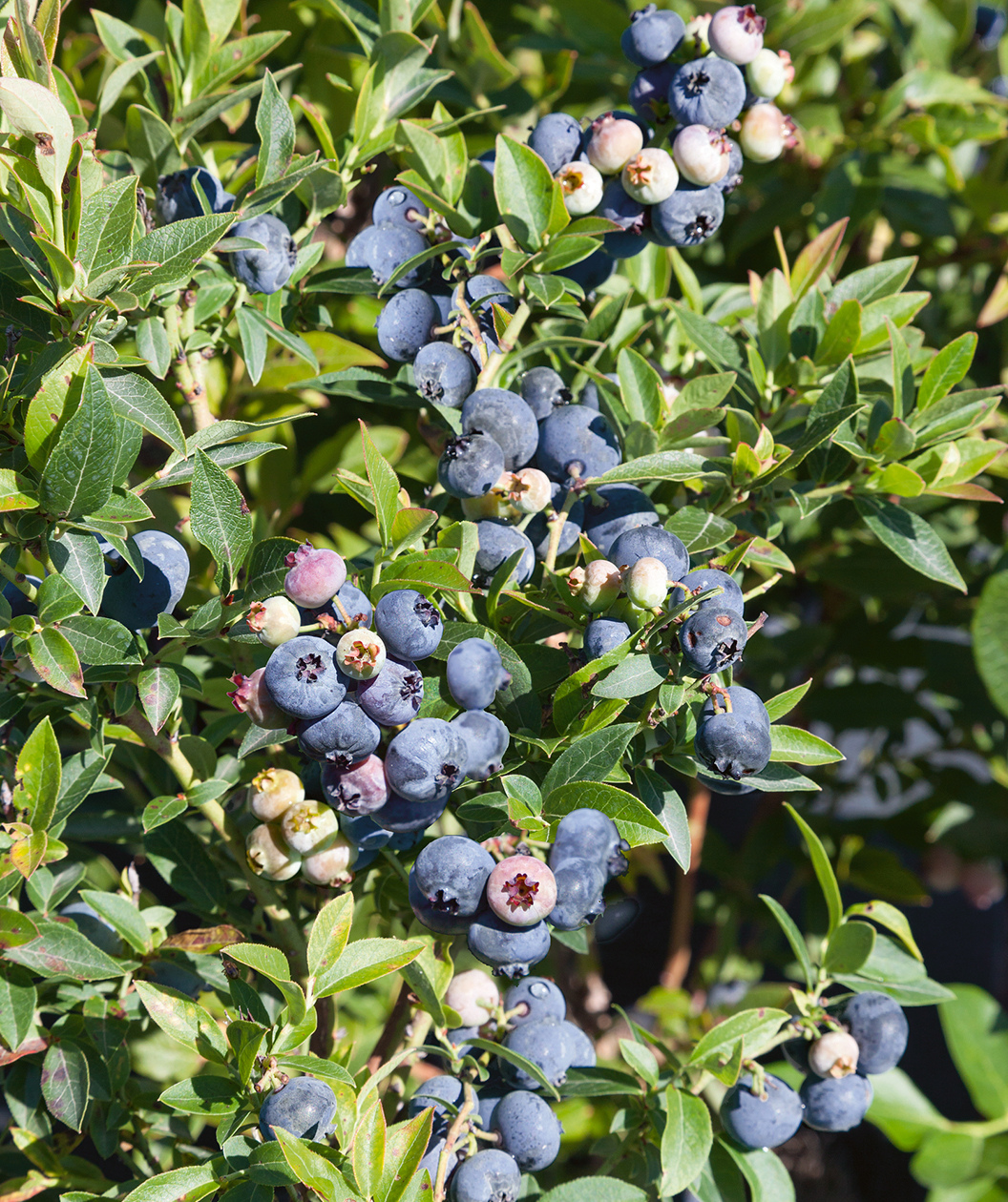 Top Hat Blueberry