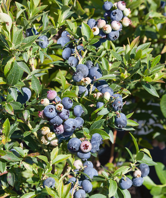 Top Hat Blueberry Bower & Branch