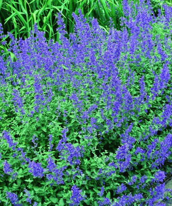 Walker's Low Catmint blue flowers planted in the landscape